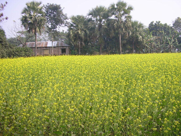 আর নয় সোয়াবিন তেল, আসুন রান্নায় সরিষার তেল ফিরিয়ে আনি