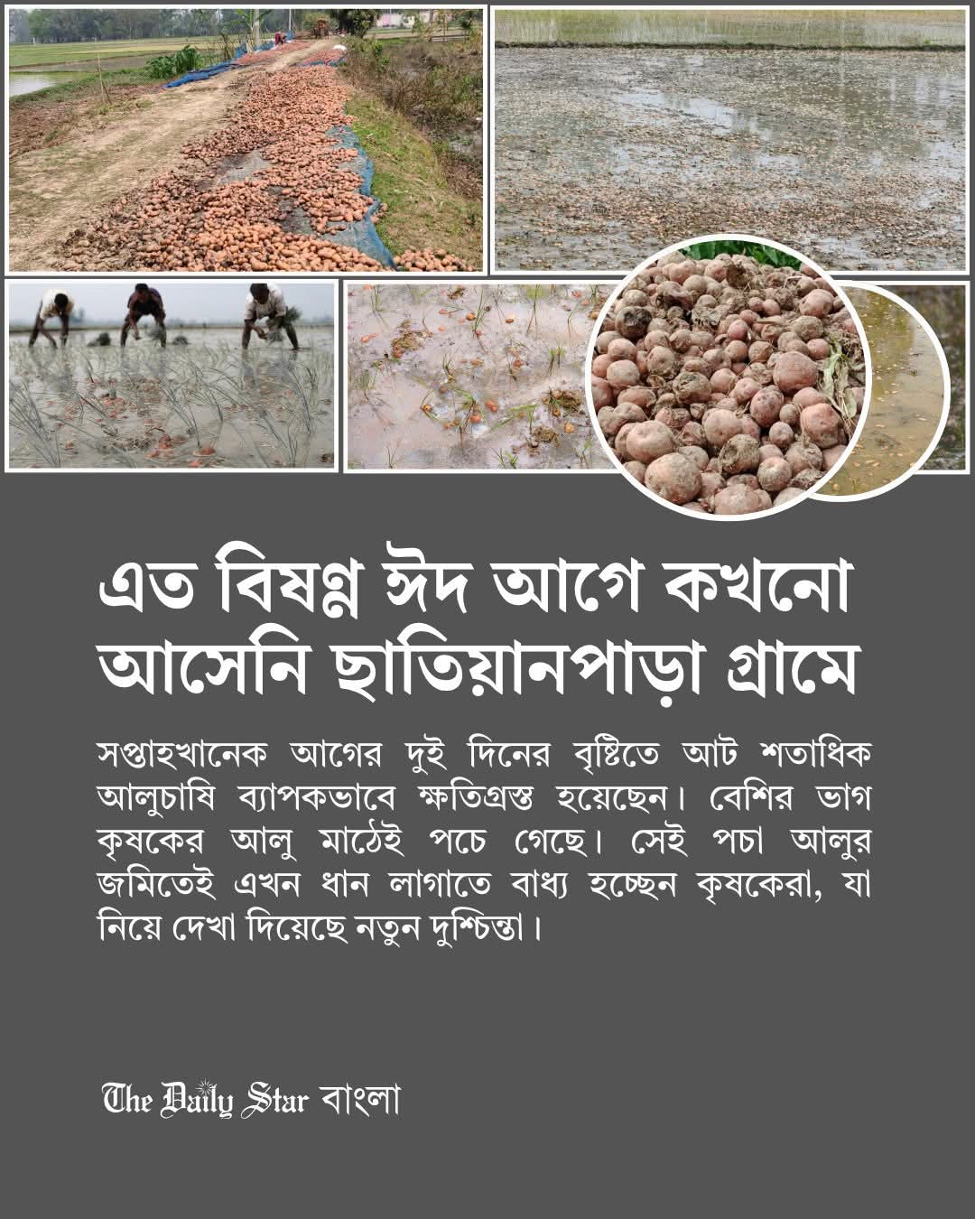 আলু চাষীর ইদ
